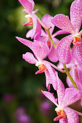 Image showing pink orchid flowers