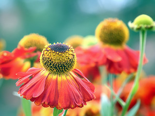 Image showing Helenium