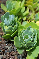 Image showing Succulent Plants