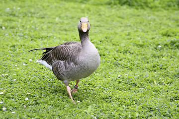 Image showing grey goose