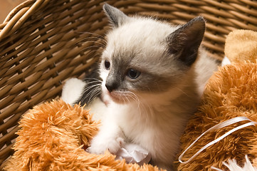 Image showing Adorable small kitten in wicker basket 