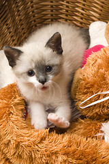Image showing Adorable small kitten in wicker basket 