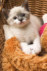 Image showing Adorable small kitten in wicker basket 