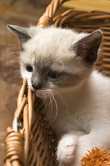 Image showing Adorable small kitten in wicker basket 