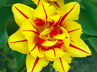 Image showing Yellow tulip flower close up