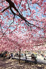 Image showing Cherry-trees, Stockholm, Sweden