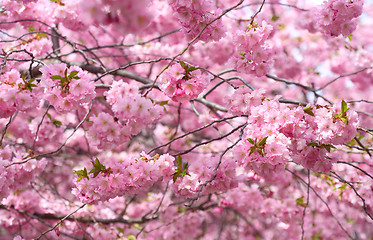 Image showing Cherry blossom