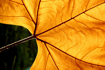 Image showing Autumn leaf