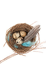 Image showing quail eggs