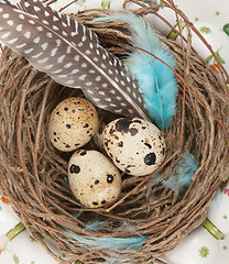 Image showing quail eggs