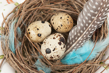 Image showing quail eggs