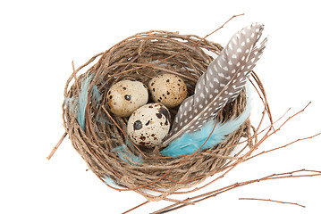 Image showing quail eggs