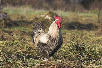 Image showing Chicken