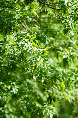 Image showing green leaves background