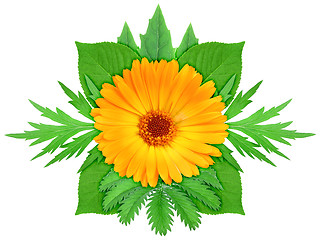 Image showing Orange flower with green leaf