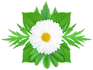 Image showing White flower with green leaf