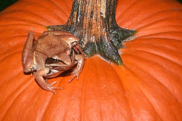 Image showing Toad on the Pumpkin