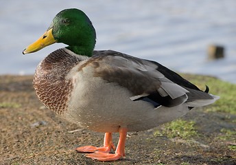 Image showing Mallard