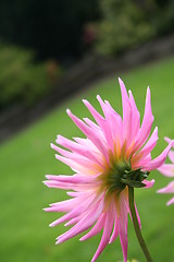 Image showing Pink dahlia