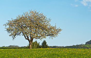 Image showing blooming fruit tree