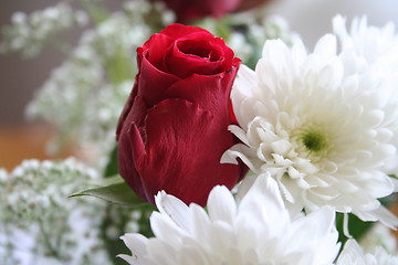 Image showing Red rose among white crysanthemum
