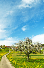 Image showing blooming fruit tree with village