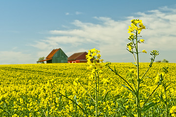 Image showing mustard with old farmhouse
