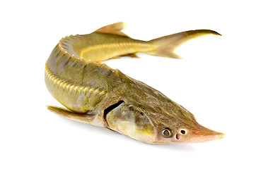 Image showing Fish starlet