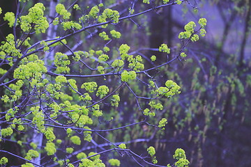 Image showing  spring leaves