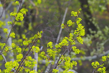 Image showing spring leaves