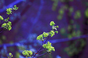 Image showing spring leaves