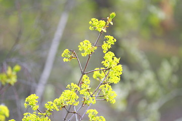 Image showing spring leaves