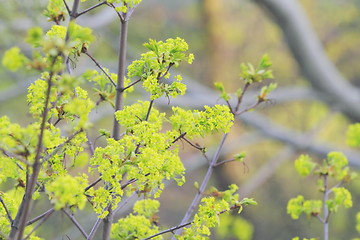 Image showing spring leaves