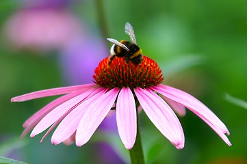 Image showing Alien Flower