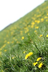 Image showing dandelion meadow texture