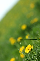 Image showing dandelion meadow texture