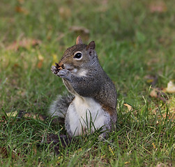 Image showing Gray Squirrel