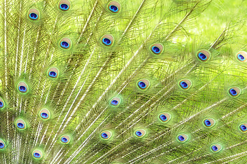 Image showing Peacock Feathers 