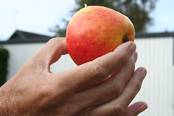 Image showing Swedish apple in hand