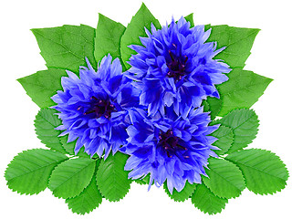 Image showing Blue flowers with green leaf