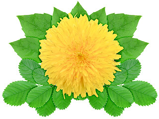 Image showing Yellow flower with green leaf