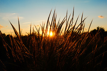 Image showing Grass stalks