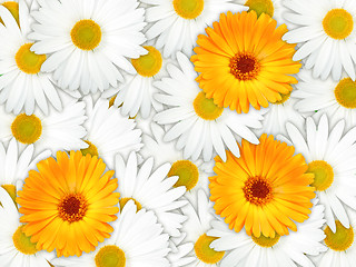 Image showing Background of orange and white flowers