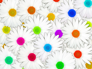 Image showing Background of white flowers with motley center