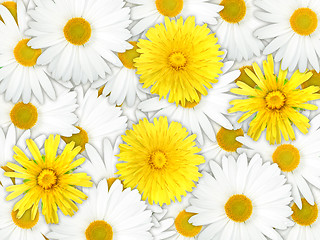 Image showing Background of yellow and white flowers