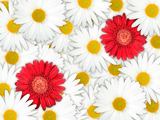 Image showing Background of red and white flowers