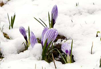 Image showing Crocus saffron violet blooms spring flowers snow 