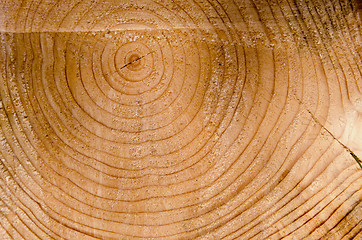 Image showing Background cut tree trunk age sign closeup macro 