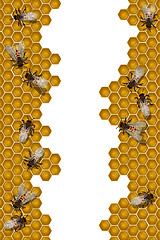 Image showing Bees working frame