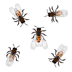 Image showing Working bees